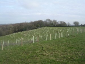 TreePlanting2011 Trees shortly after planting in March 2011