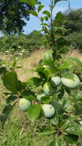 Greengage Old