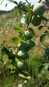 Greengage Old