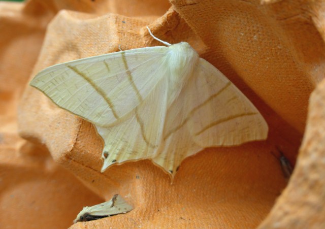 Agapeta hamana and Swallow-tailed Moth