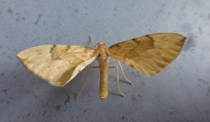 Barred Straw (library picture)