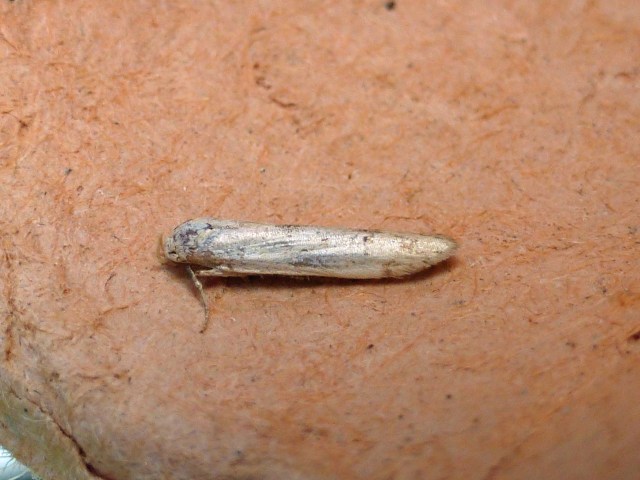 Blastobasis lacticolella