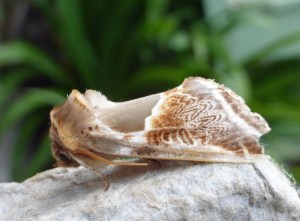 Buff Arches (library icture)