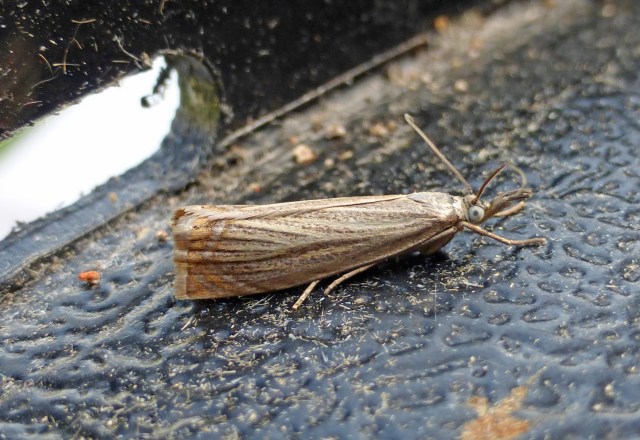 Chrysoteuchia culmella