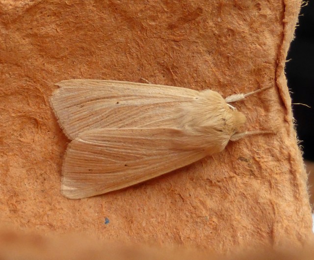 Common Wainscot