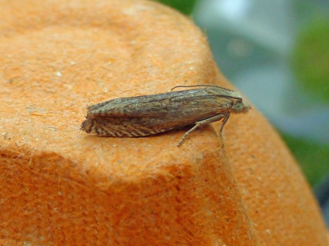 Eucosma