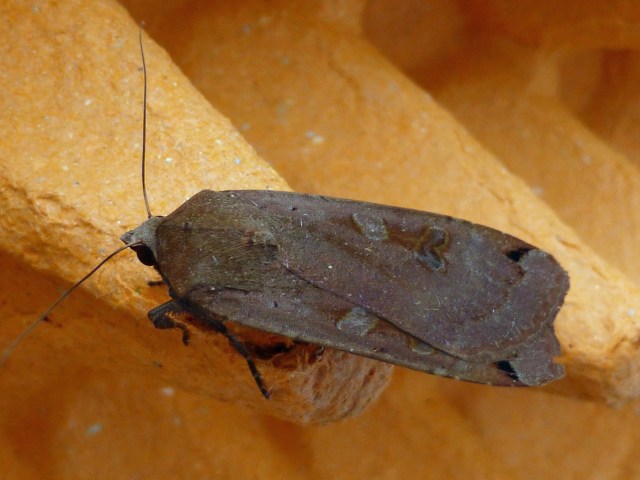 Large Yellow Underwing