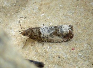 Notocelia rosaecolona (libary picture