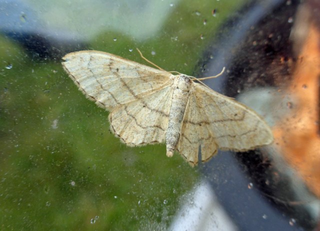 Riband Wave