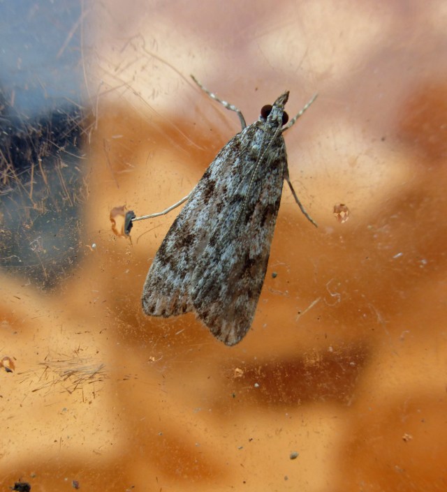 Scoparia ambigualis