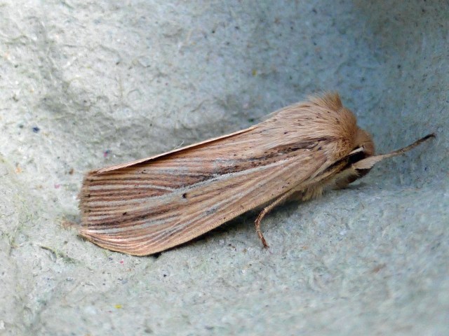 Smoky Wainscot