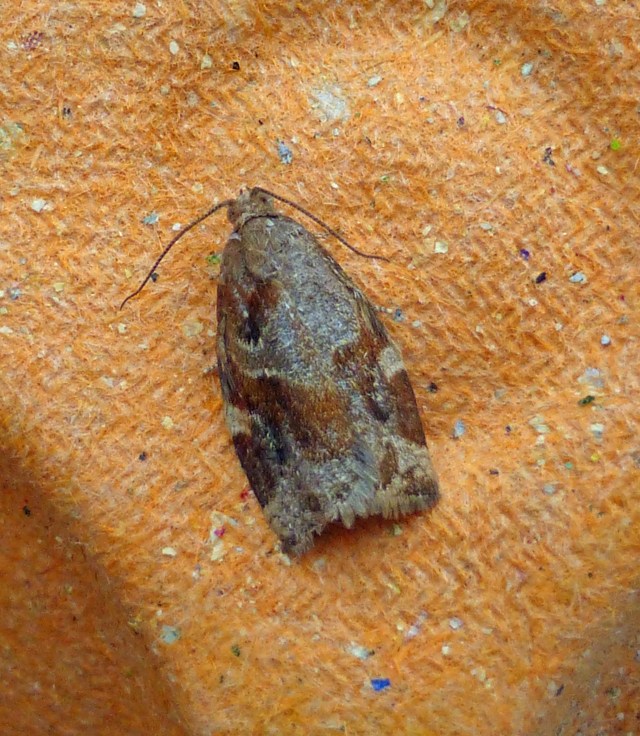 Variegated Golden Tortrix